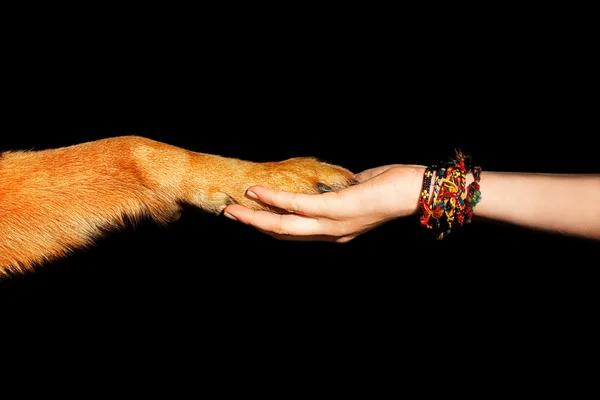 İnsan ve köpek arasındaki arkadaşlık.