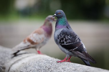 Şehrin gece yağmur sonra kentsel güvercin