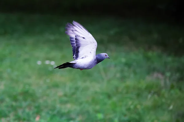 Urban duva efter regn på natten i staden — Stockfoto