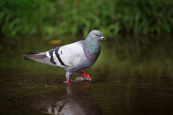 Městský holub po dešti v noci ve městě — Stock fotografie