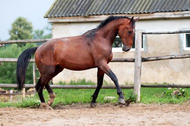 Genç aygır yağmur sonrası prances.
