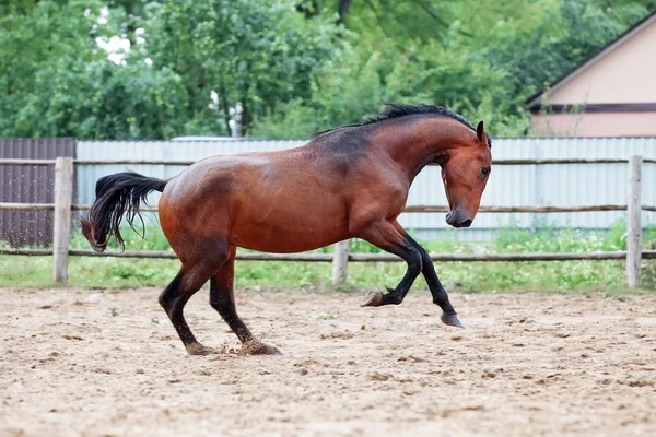 Junger Hengst tanzt nach Regen. — Stockfoto