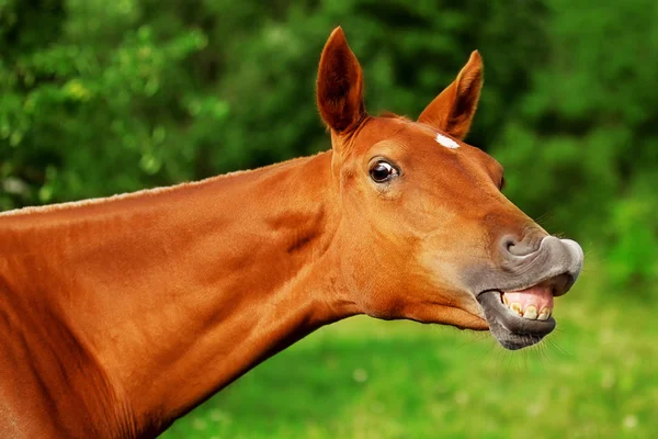 Joven semental castaño sonriendo — Foto de Stock