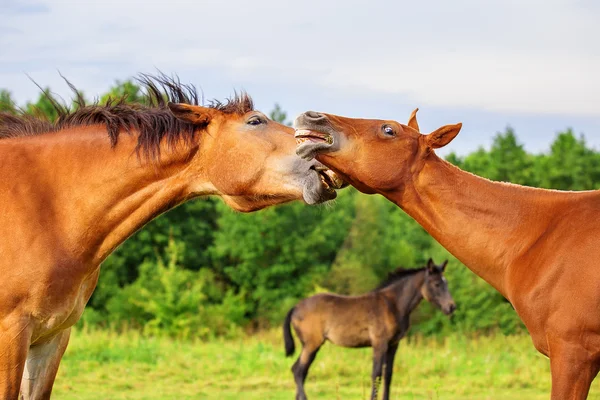 Juego de caballos jóvenes en la manada — Foto de Stock
