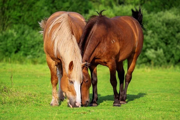 2 頭の馬が食べる草一緒に — ストック写真