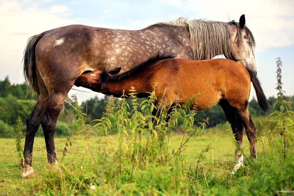 Лошадь кормит жеребенка. — стоковое фото
