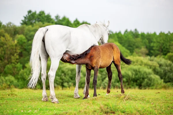 Caballo está alimentando a su potro — Foto de Stock