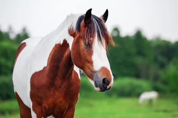 Pinto Pferdeporträt — Stockfoto