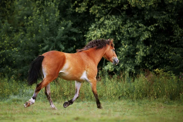 Молодий кінь біжить на полі — стокове фото