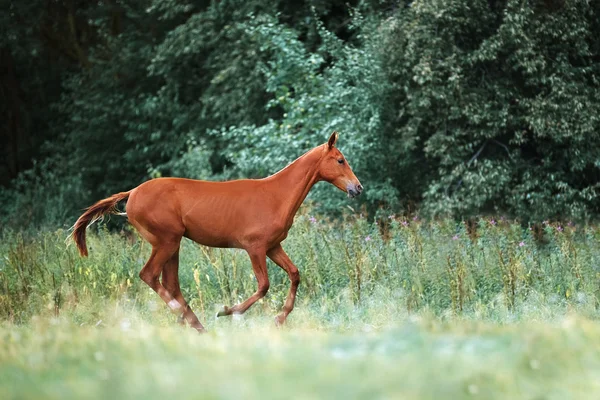 Caballo joven corriendo en el campo — Foto de Stock