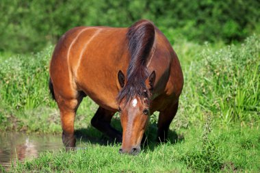 At çamur birikintisi banyoları