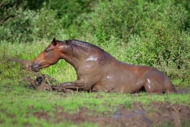 Horse bathes in the mud pond clipart
