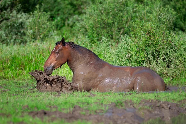 Horse bathes in the mud pond — Stock Photo, Image