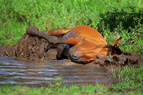 Pferd badet im Schlammteich — Stockfoto