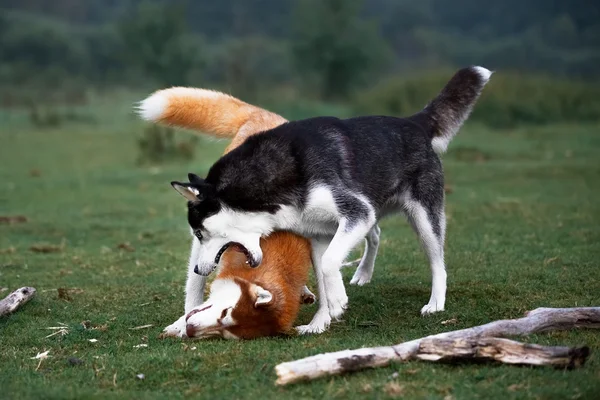 Dva psy husky hrát na večerní procházka — Stock fotografie