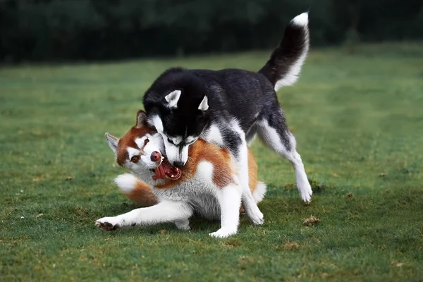 Dos perros husky juegan en la caminata nocturna —  Fotos de Stock
