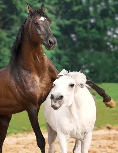 Hengst und Stute tummeln sich in freier Wildbahn — Stockfoto