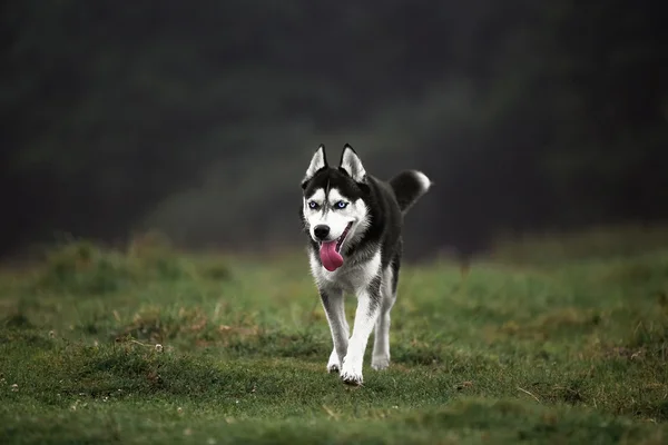 Akşam yolda Husky köpek