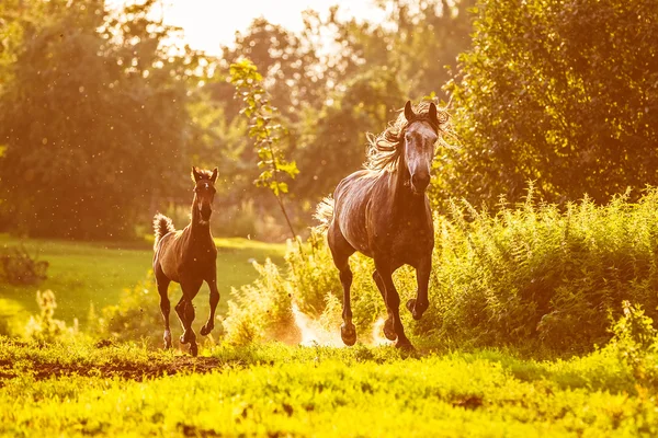 Häst och föl kör galopp i solnedgången strålar — Stockfoto