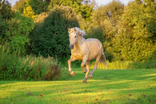 Pferd läuft bei Sonnenuntergang galoppierend — Stockfoto