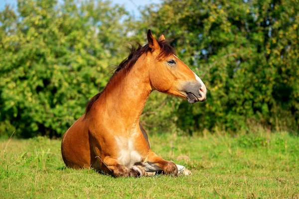 Kůň jako velký pes — Stock fotografie