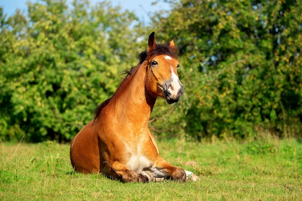 Kůň jako velký pes — Stock fotografie