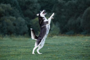 Husky köpek oyun akşam walk