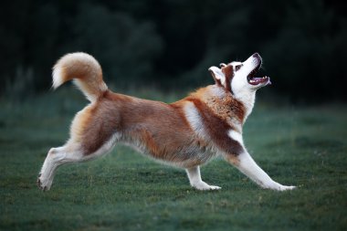 Husky köpek oyun akşam walk