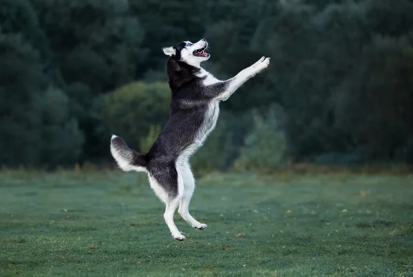 Husky hunden spela på kvällspromenad — Stockfoto