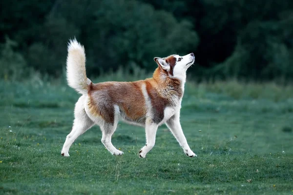 Husky cão jogar no passeio da noite — Fotografia de Stock