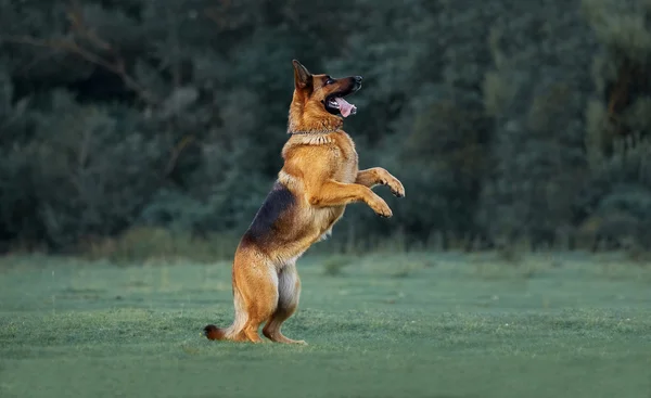 德国牧羊犬打在晚上散步 — 图库照片