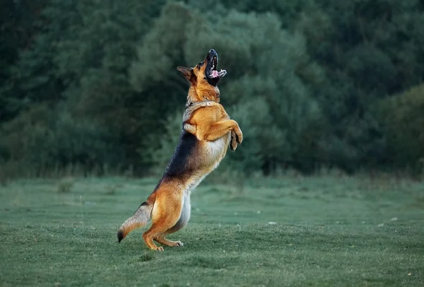 Alman çoban akşam walk oynamak