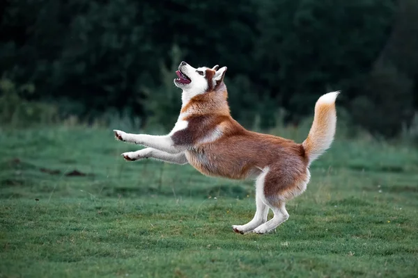 Husky hunden spela på kvällspromenad — Stockfoto