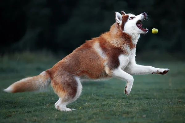 Собака породы хаски играет на вечерней прогулке — стоковое фото