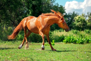 Kırmızı atı özgürlük dalga geçmeyi
