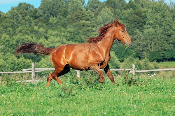 Red horse on grass field — Stock Photo, Image