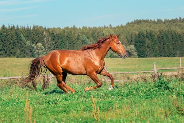 Rotes Pferd auf der Wiese — Stockfoto