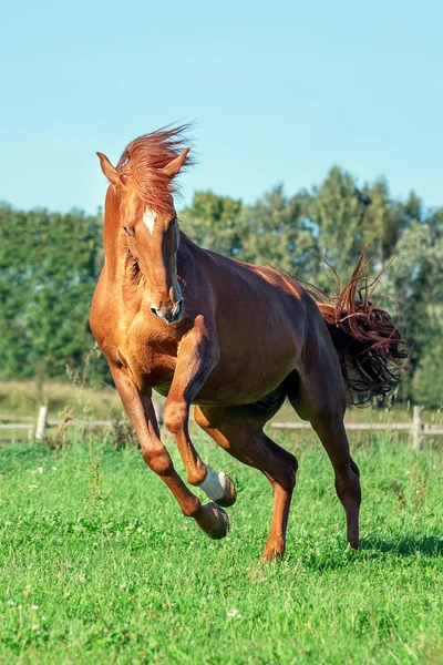 Cavalo vermelho no campo de grama — Fotografia de Stock