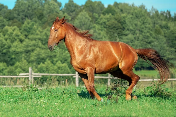 Червоний кінь на трав'яному полі — стокове фото