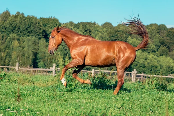 Caballo rojo en campo de hierba — Foto de Stock