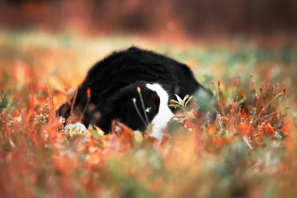 Σκυλί Bernese Mountain αναπαύεται στο φθινόπωρο γρασίδι — Φωτογραφία Αρχείου