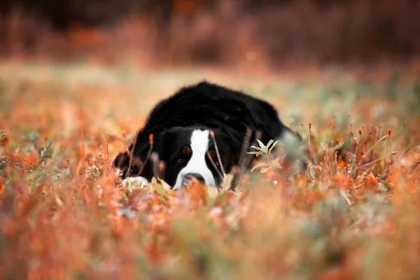 Bernese Mountain Dog descansando na grama do outono — Fotografia de Stock