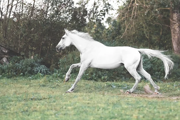 White horse Kłusak galopujący na wolności — Zdjęcie stockowe