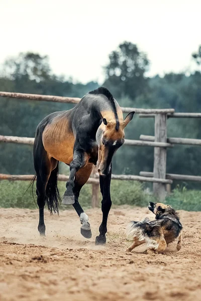 Akhal-Teke paard spelen met de hond — Stockfoto