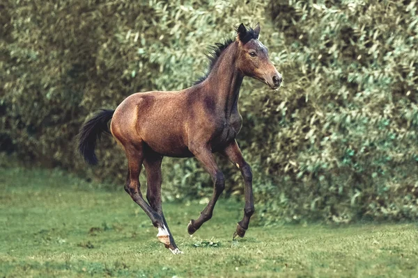 Lilla fölet galopperar på äng — Stockfoto