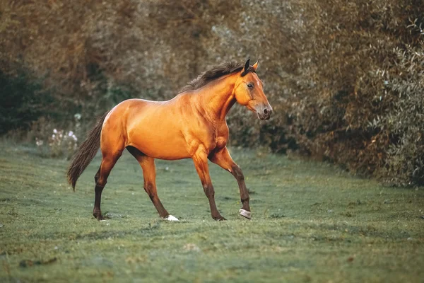 Galope de cavalo de ouro no prado — Fotografia de Stock