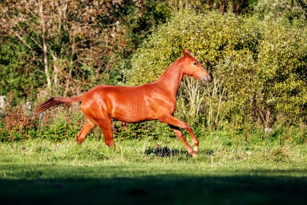 Akhalteke foal gallops in the autumn forest — Stock Photo, Image