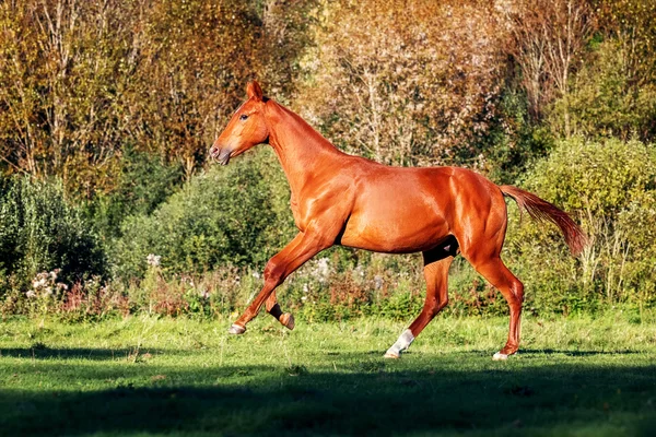 Akhalteke yavru Galloplar sonbahar ormanda