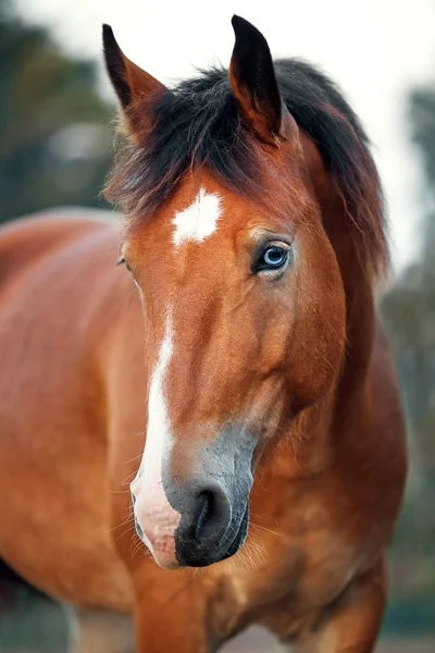 Портрет красно-голубоглазой лошади — стоковое фото