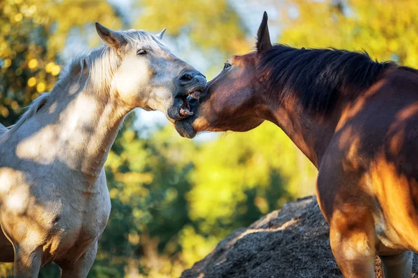 Amour et confrontation des chevaux — Photo